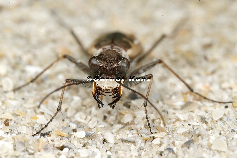 Cylindera arenaria viennensis  Wiener Sandlaufk  fer 3 2