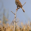 Emberiza calandra  Grauammer 4 2