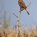 Emberiza calandra  Grauammer 4 2