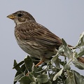 Emberiza calandra  Grauammer 5 2
