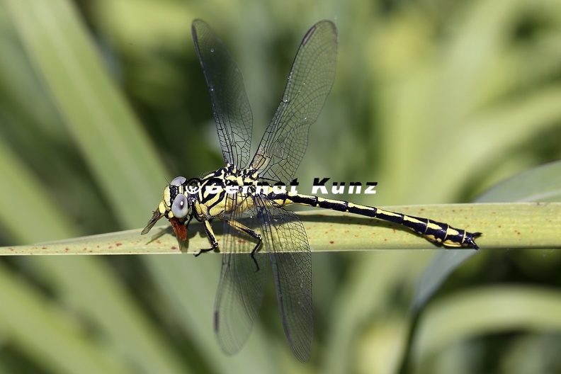Gomphus_flavipes__Asiatische_Keiljungfer_1_2.jpg