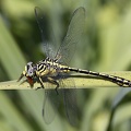 Gomphus flavipes  Asiatische Keiljungfer 1 2