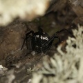 Latrodectus tredecimguttatus  Europ  ische Schwarze Witwe 5 1