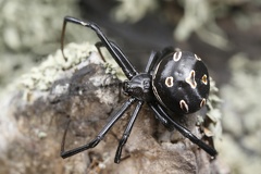 Latrodectus tredecimguttatus  Europ  ische Schwarze Witwe 8 1