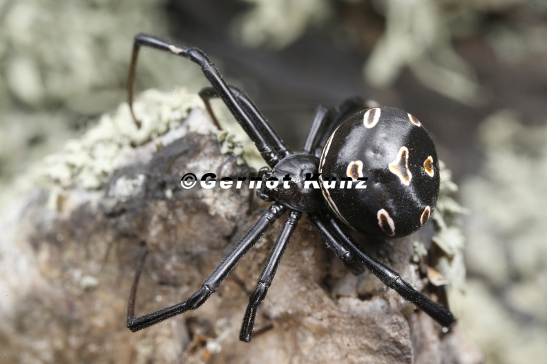 Latrodectus_tredecimguttatus__Europ__ische_Schwarze_Witwe_8_1.jpg