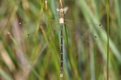 Lestes barbarus  S  dliche Binsenjungfer W1 2