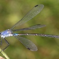 Lestes macrostigma  Dunkle binsenjungfer W3 2