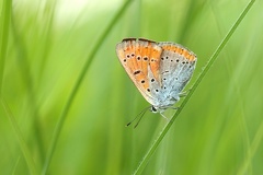 Lycaena dispar  Gro  er Feuerfalter 2 2