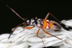 Lygaeidae indet  1 2
