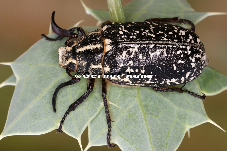 Polyphylla_fullo__Walker_5_2.jpg