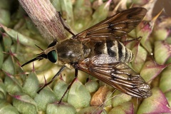 Tabanidae indet  1 2