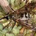 Tabanidae indet  1 2