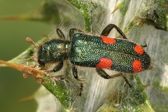 Trichodes quadriguttatus 1 2