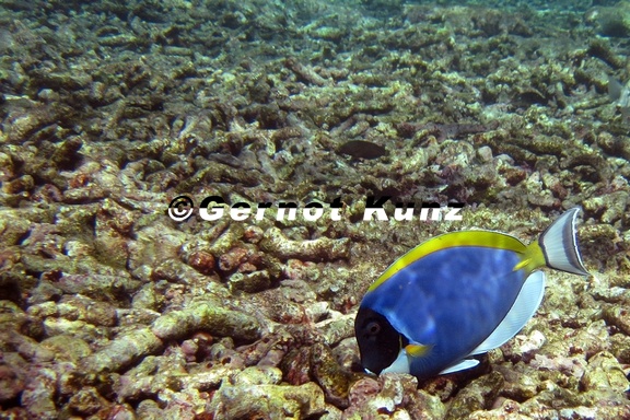 Acanthurus leucosternon  Powder Blue Surgeon 2 2
