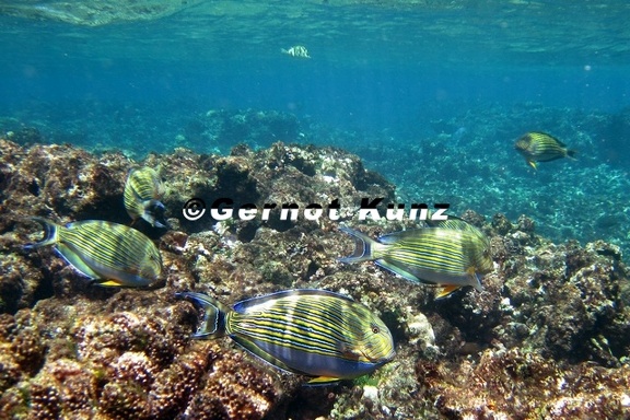 Acanthurus lineatus  Blaustreifen Doktorfisch 9 2