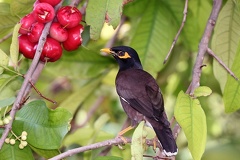 Acridotheres tristis  Common Indian Mynah 6 2