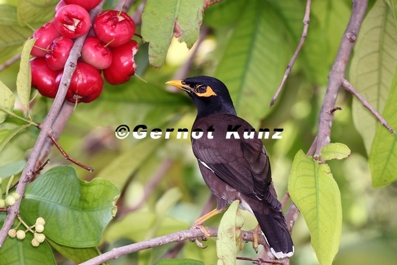 Acridotheres tristis  Common Indian Mynah 6 2