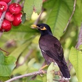 Acridotheres tristis  Common Indian Mynah 6 2