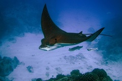 Aetobatus narinari  Spottet Eagle Ray  Adlerrochen 1 2