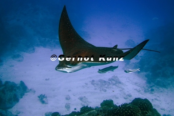 Aetobatus narinari  Spottet Eagle Ray  Adlerrochen 1 2
