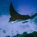 Aetobatus narinari  Spottet Eagle Ray  Adlerrochen 1 2