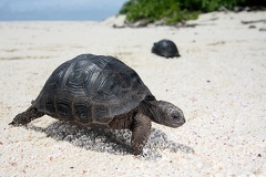 Aldabrachelys elephantina  Aldabra Giant Tortoise Juv2 2