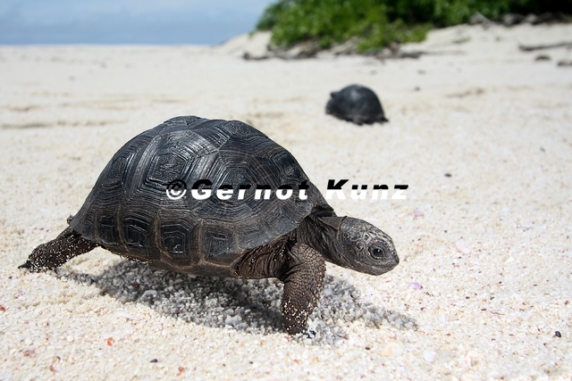 Aldabrachelys_elephantina__Aldabra_Giant_Tortoise_Juv2_2.jpg