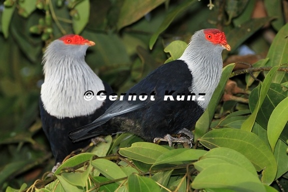 Alectroenas pulcherrima  Seychelles Blue Pigeon 3 2