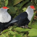 Alectroenas pulcherrima  Seychelles Blue Pigeon 3 2