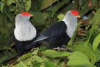 Alectroenas pulcherrima  Seychelles Blue Pigeon 3 2