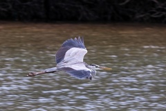 Ardea cinerea  Grey Heron  Graureiher 1 2