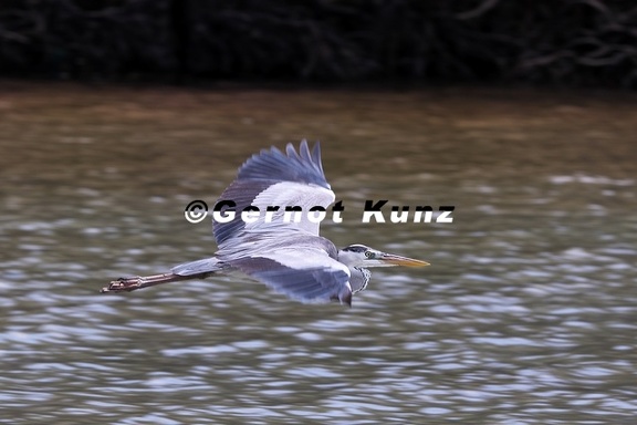 Ardea cinerea  Grey Heron  Graureiher 1 2