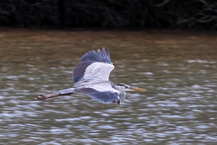 Ardea cinerea  Grey Heron  Graureiher 1 2