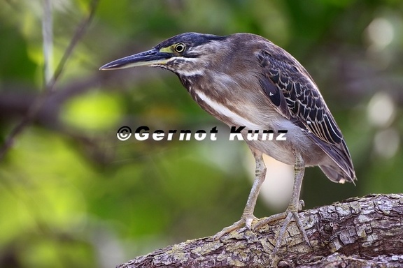 Butorides striatus  Green-backed Heron 2 2