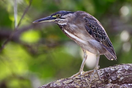 Butorides striatus  Green-backed Heron 2 2