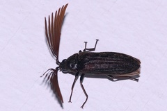 Calirrhiphis philiberti  Father Philibert  s Beetle  2