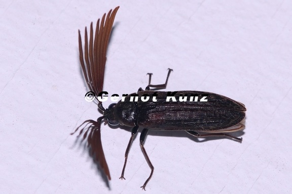 Calirrhiphis philiberti  Father Philibert  s Beetle  2