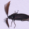 Calirrhiphis philiberti  Father Philibert  s Beetle  2