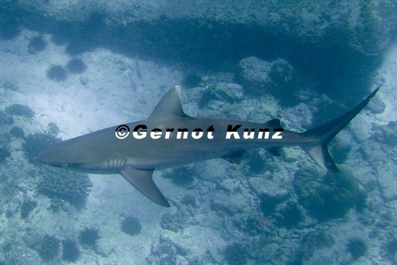 Carcharhinus amblyrhynchos  Grauer Riffhai 1 2