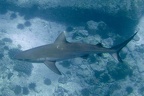 Carcharhinus amblyrhynchos  Grauer Riffhai 1 2
