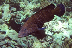 Cephalopholis miniata  Juwelen-Zackenbarsch 9 2