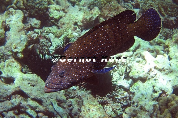 Cephalopholis miniata  Juwelen-Zackenbarsch 9 2