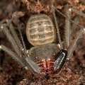 Charinus seychellarum  Whipscorpion 3 2