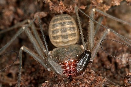 Charinus seychellarum  Whipscorpion 3 2