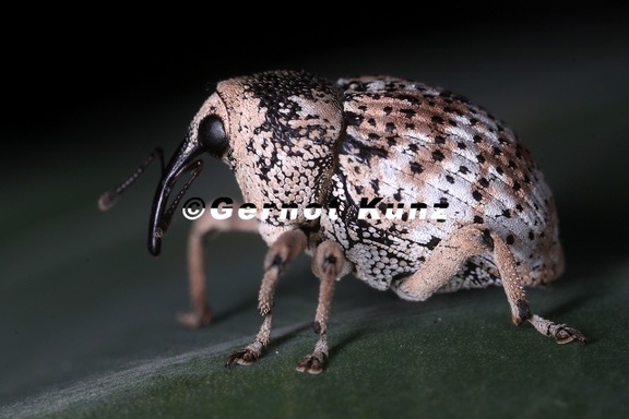 Curculionidae  R  sselk  fer 6 2