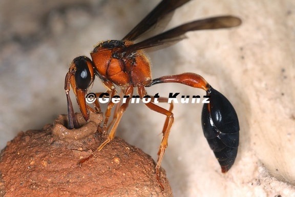 Delta alluaudi  Seychelles Potter Wasp 4 2