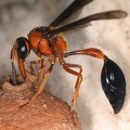 Delta alluaudi  Seychelles Potter Wasp 4 2