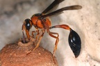 Delta alluaudi  Seychelles Potter Wasp 4 2