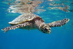 Eretmochelys imbricata  Hawksbill Turtle 1 2