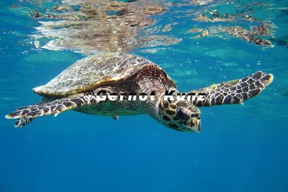 Eretmochelys imbricata  Hawksbill Turtle 1 2